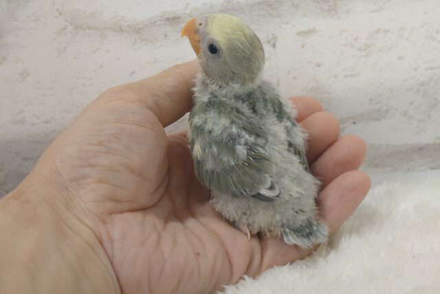 コザクラインコ（小桜インコ）