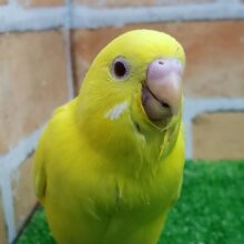 黄色がまぶしい赤目ちゃんセキセイインコ