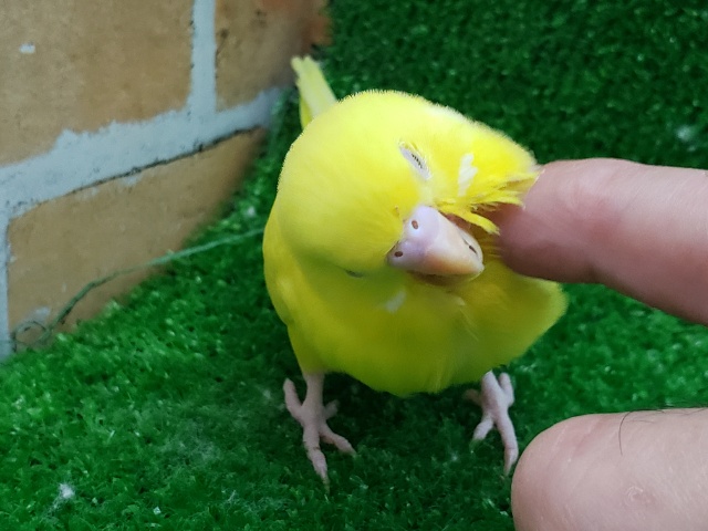 セキセイインコ