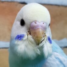 碧系パステルレインボー🏳️‍🌈のセキセイインコ