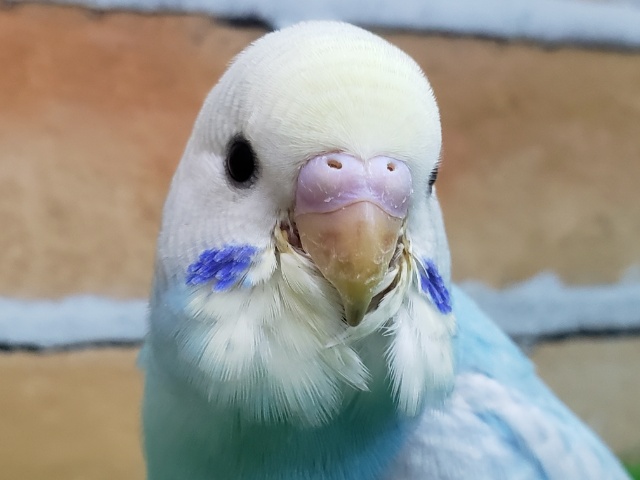碧系パステルレインボー🏳️‍🌈のセキセイインコ