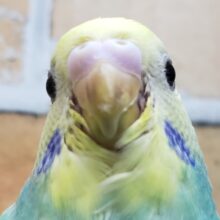 エメラルドグリーンのパステルレインボー🏳️‍🌈