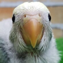 ブルーチェリーパイドの小桜インコ来ました❗