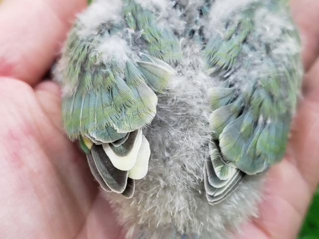 コザクラインコ（小桜インコ）