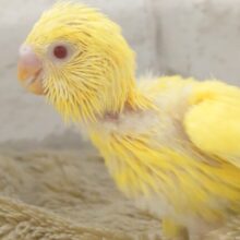 きいろのｶﾀﾏﾘさんは、とっても楽し気っ♬　いいねっ☆　セキセイインコ　ルチノー～～