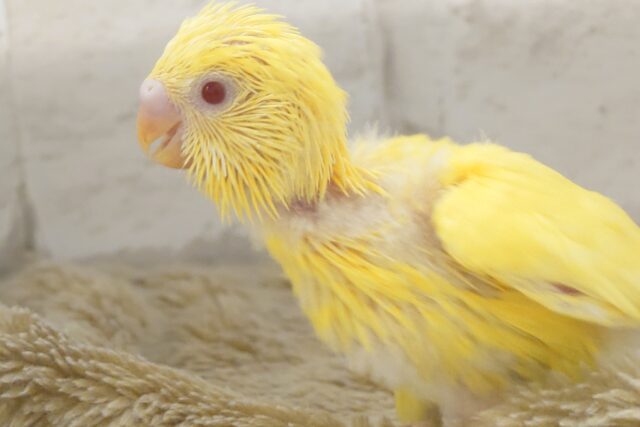 セキセイインコ
