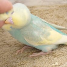 さわやかミント風～と、あまあまチョコチップｶｷｶｷでﾄﾛｹﾏｽ～～☆☆セキセイインコ　パステル系～～