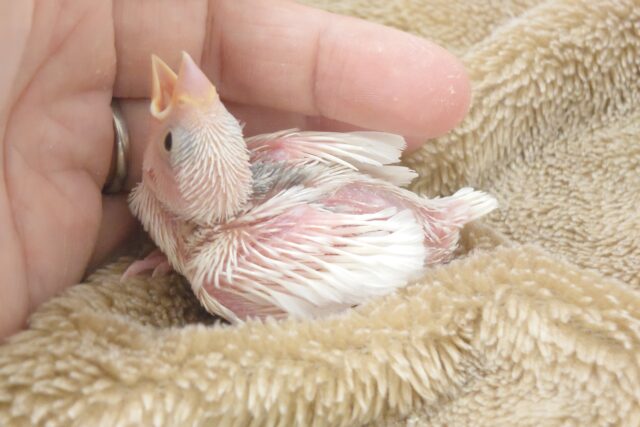 白文鳥