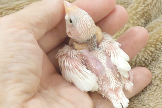 白文鳥