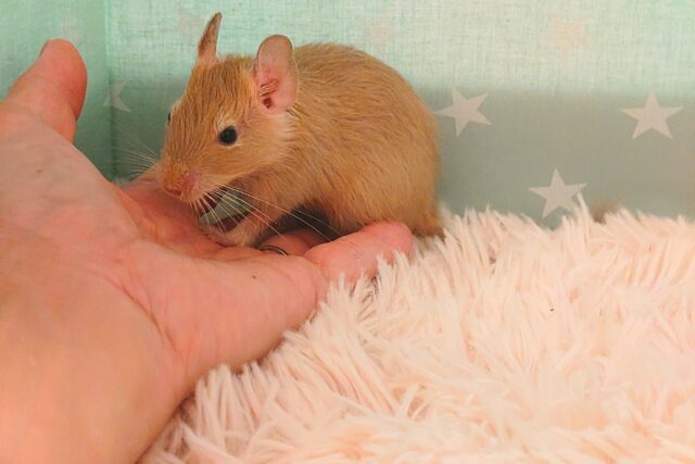 デグー