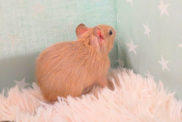 デグー