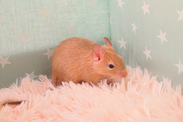 デグー