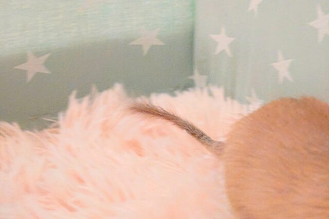 デグー