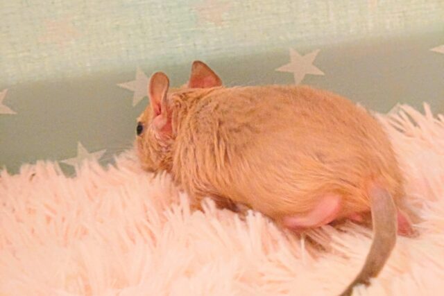 デグー