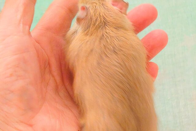 デグー