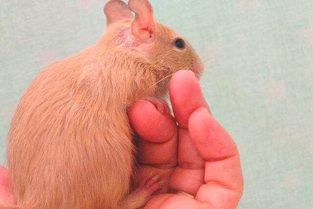 デグー