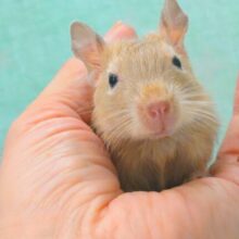 お聴かせしましょう。。　呼びなきソング♪　デグー　サンド〜〜