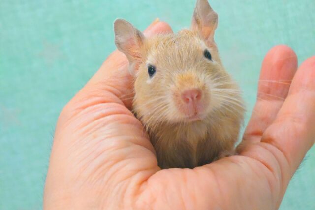 お聴かせしましょう。。　呼びなきソング♪　デグー　サンド〜〜