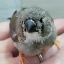 なかなかレアカラーキンカチョウパイド入荷
