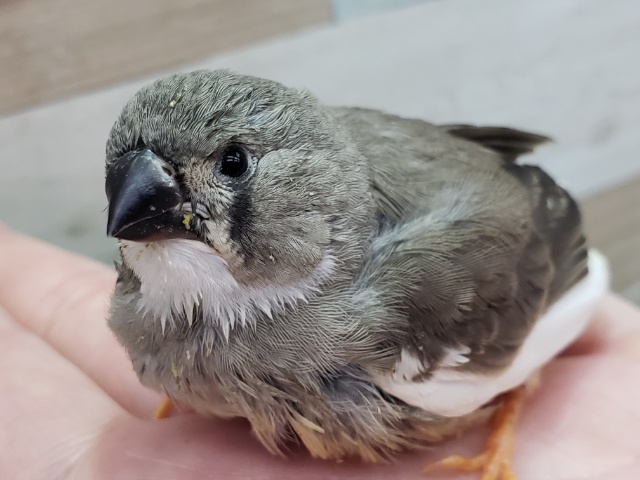 錦花鳥（キンカチョウ）