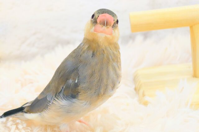 桜文鳥