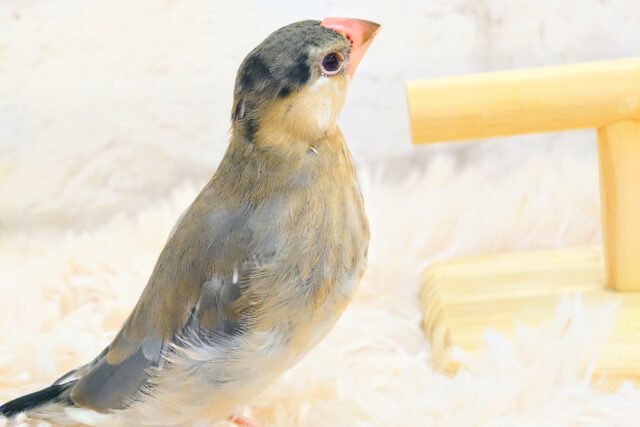 桜文鳥
