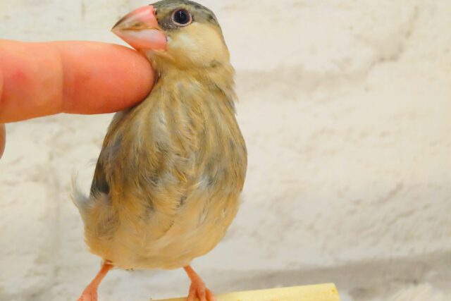 桜文鳥