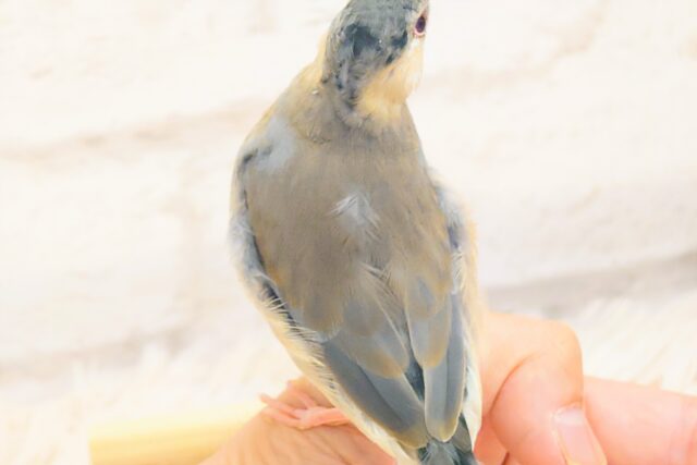 桜文鳥