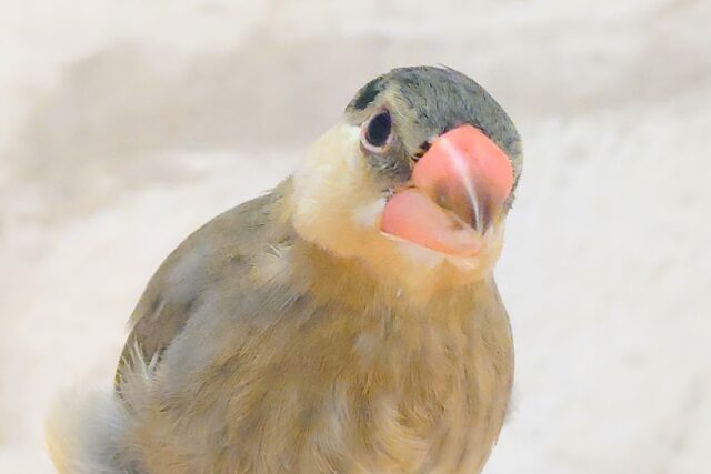 桜文鳥