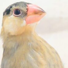 最新画像になります☆　どもっ！ちょっと遊んでいく？？☆　手の中は最高の空かん♪　🐣桜文鳥 ～～