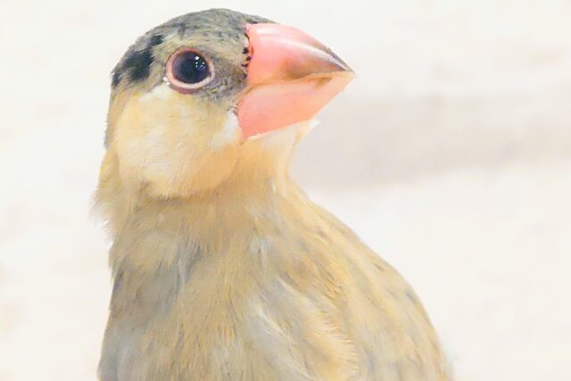 最新画像になります☆　どもっ！ちょっと遊んでいく？？☆　手の中は最高の空かん♪　🐣桜文鳥 ～～