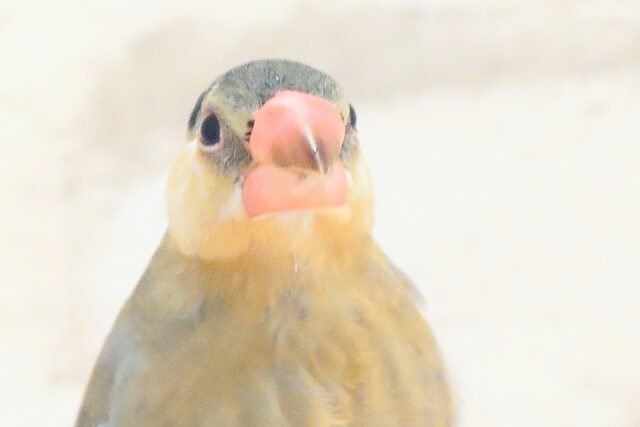 桜文鳥