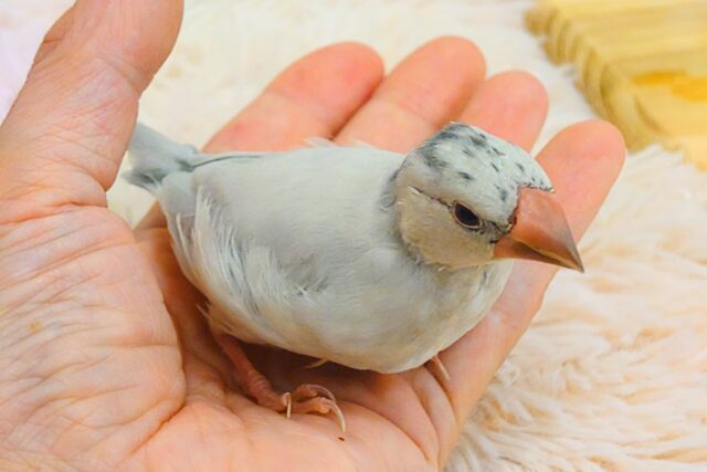 シルバー文鳥