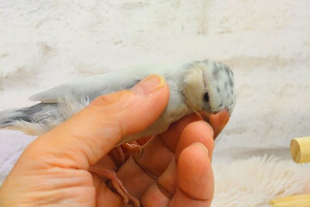 シルバー文鳥