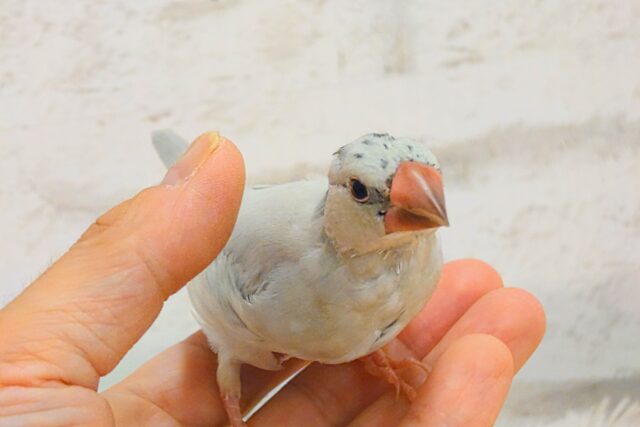 シルバー文鳥