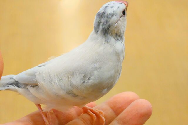 シルバー文鳥