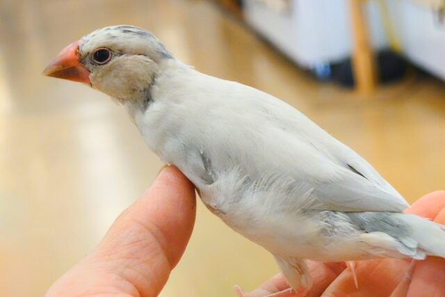 シルバー文鳥