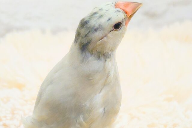 シルバー文鳥