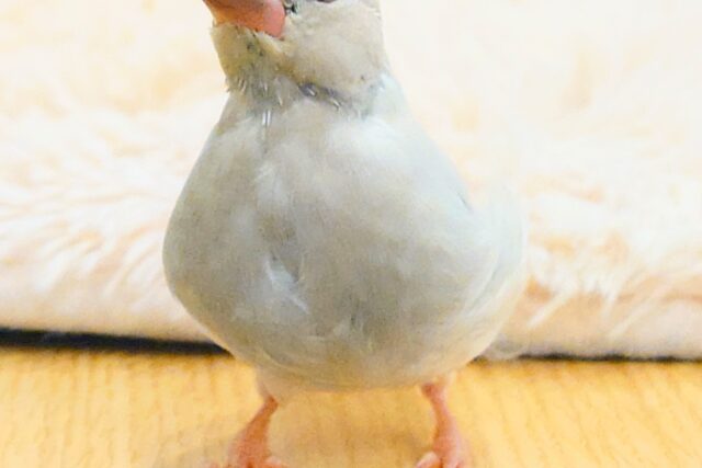 シルバー文鳥