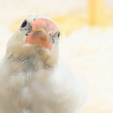 最新画像になります☆　どもっ♪遊んでいきませんか？？。。。🧚シルバー文鳥