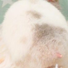 大きくなるのが楽しみっ　セーブルハムスター〜〜