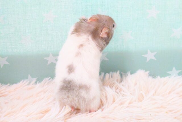ゴールデンハムスター