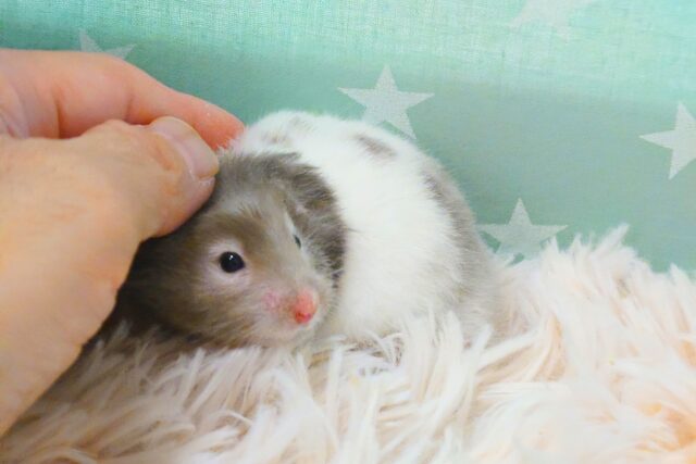 ゴールデンハムスター