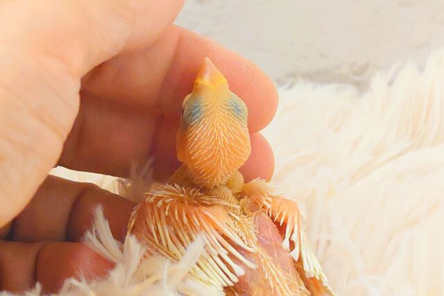 白文鳥