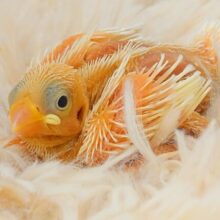 への字ぐちがアピール♫　つれてってとぉ～～　白文鳥～～