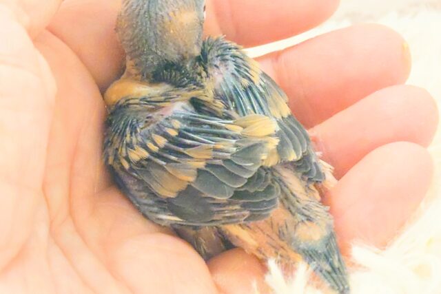 桜文鳥