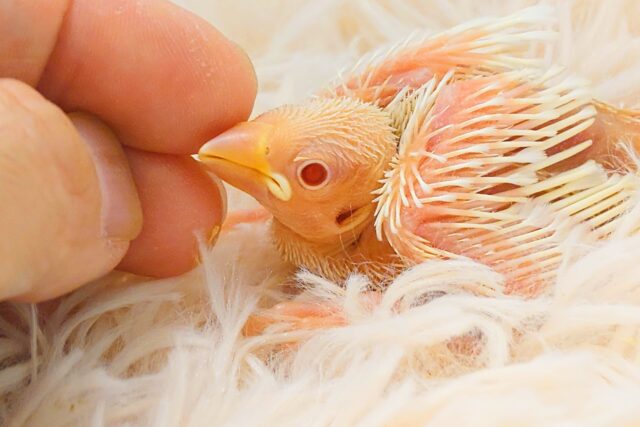 アルビノ文鳥
