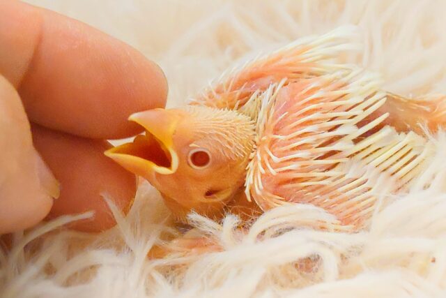 アルビノ文鳥