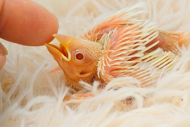 アルビノ文鳥