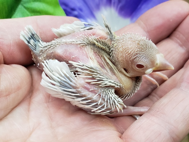 シルバーイノ文鳥